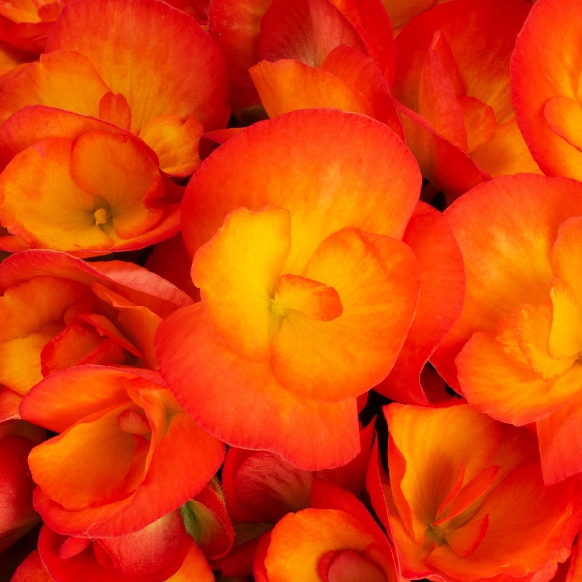 Orange Begonia Rana Close-up