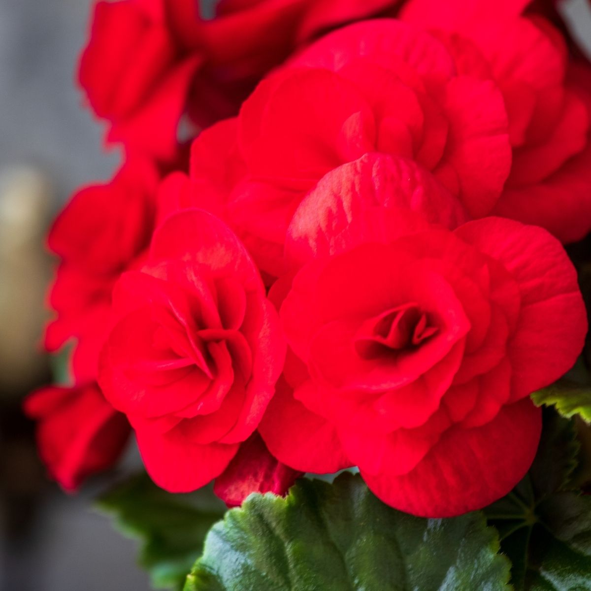 Begonia Halo