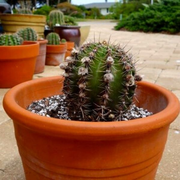 Echinopsis also known as Sea Urchin Cactus- on Thursd 