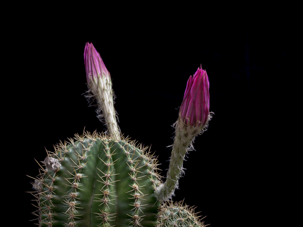 Echinopsis can bloom several flowers at a time- on Thursd