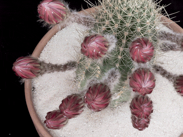 Flushes of different flowers on Echinopsis cactus- on Thursd