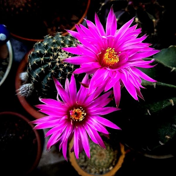Echinopsis are late night bloomers- on Thursd 