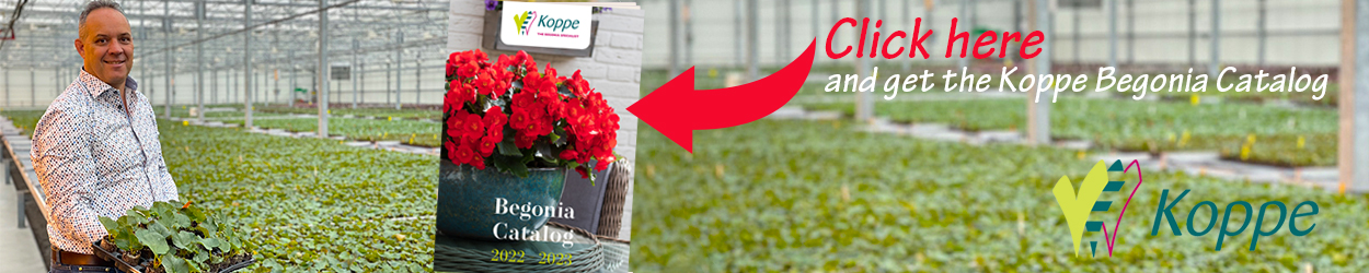 Koppe Begonia banner on Thursd