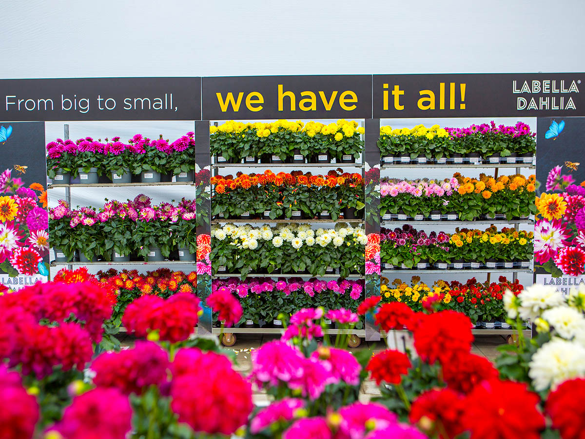 Beekenkamp Flower Trials LaBella Dahlia - on Thursd