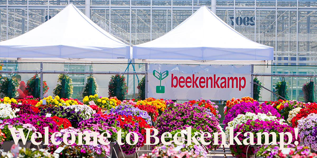 United Colours of Beekenkamp at Flower Trials 2022 header - on Thursd