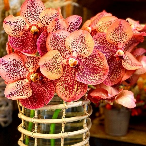 Vanda Sunanda Leopard Coral Orchid- on Thursd 