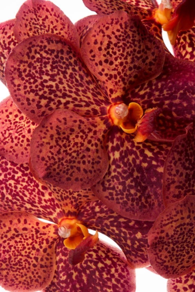 Light Requirements for Vanda sunanda leopard orchid- on Thursd