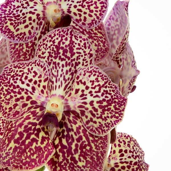 Stunning Vanda Sunanda Leopard Coral Orchid- on Thursd 