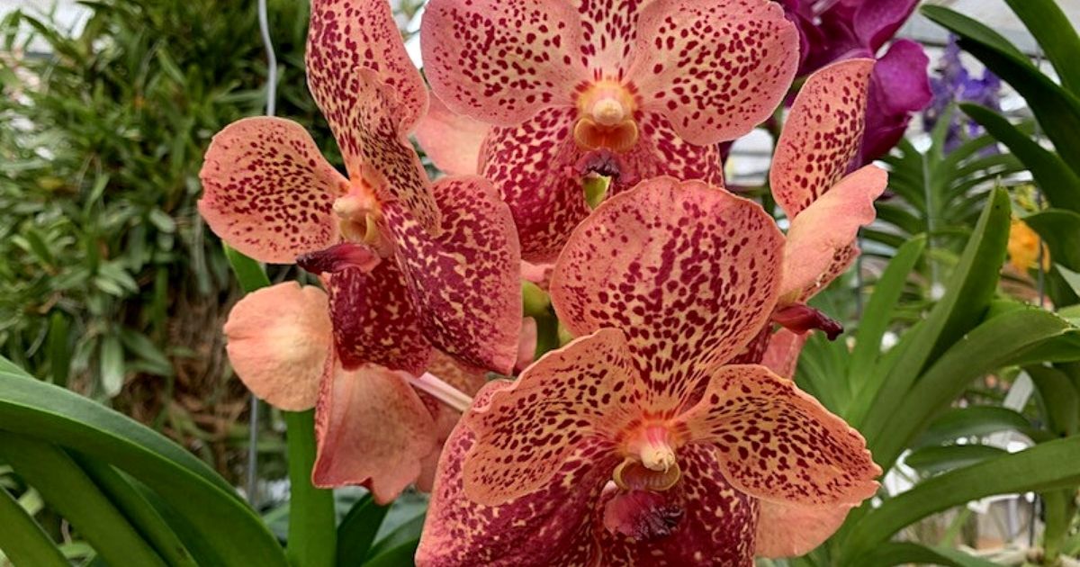 Blooming Vanda Sunanda Leopard Orchid- on Thursd 