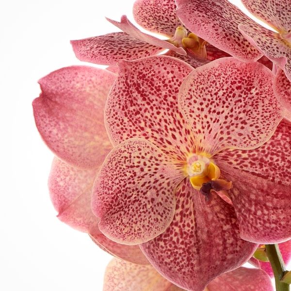 introducing-the-vanda-sunanda-leopard-coral-orchid-featured