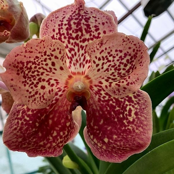 Introducing Vanda Sunanda Leopard Coral Orchid- On Thursd