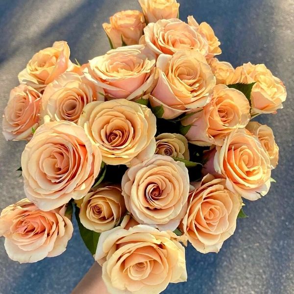 Camel peachy colored rose- on Thursd 