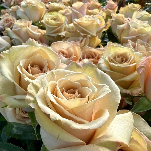 Quicksand beautiful nude colored rose- on Thursd 