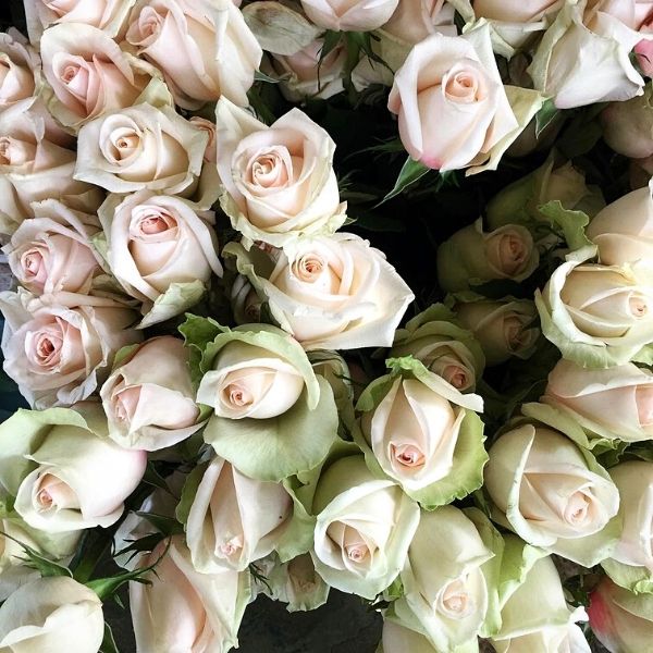 7 Stunning Nude Colored Roses - Article onThursd