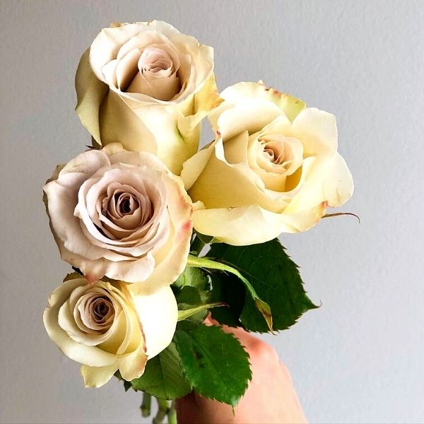7-stunning-nude-colored-roses-featured