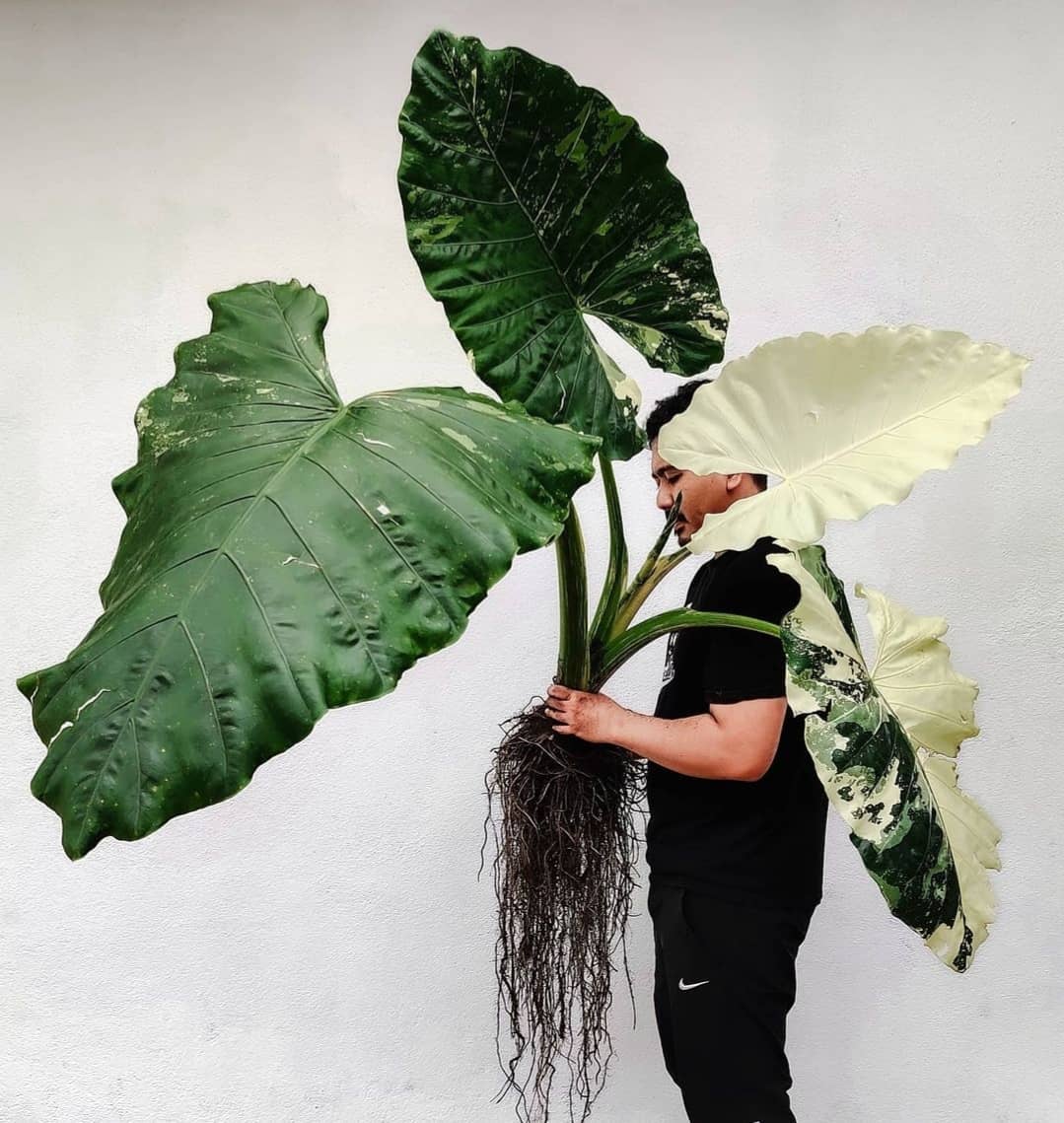 Variegated Alocasia (Macrorrhiza Variegata) - The Elephant Ear Plant Eve...