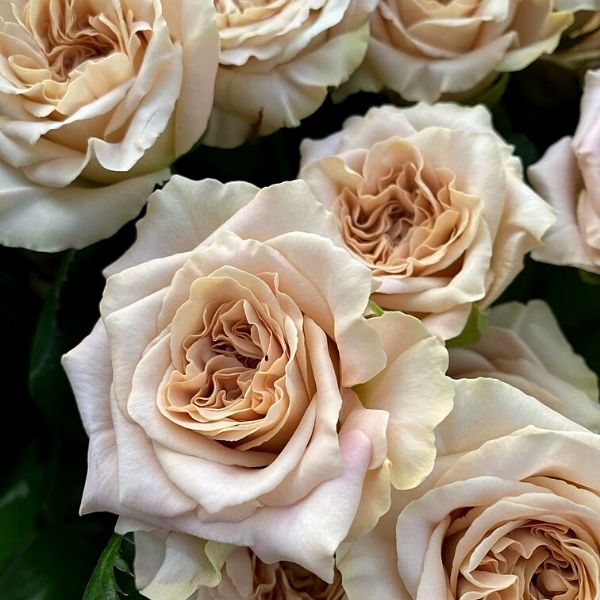 Westminster Abbey nude rose variety- on Thursd 
