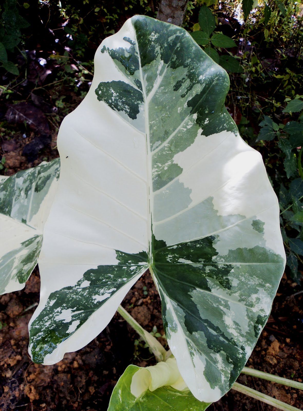 Alocasia Macrorrhiza Variegata 