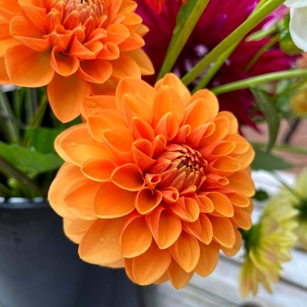 Orange Dahlias for Pride Month- on Thursd 