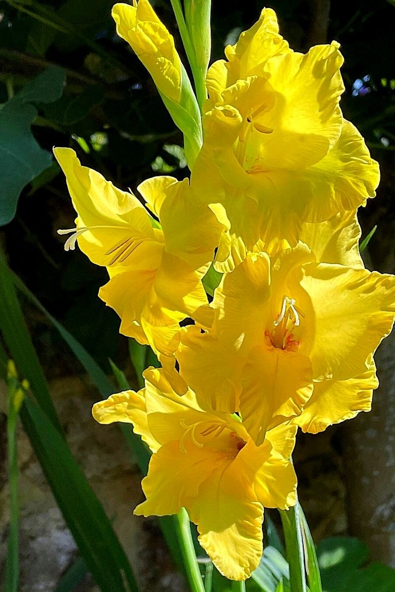 Yellow Gladiolus for Pride Month