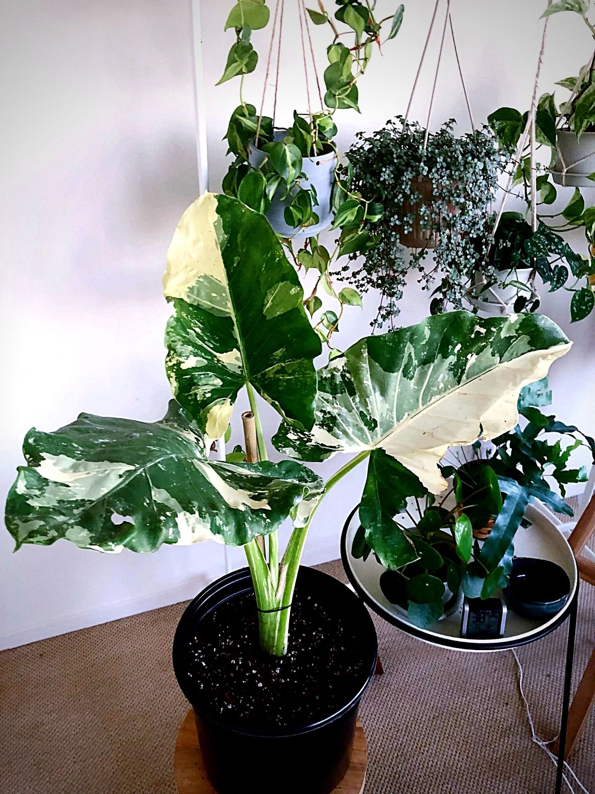 Variegated Alocasia (Macrorrhiza Variegata) - the Elephant Ear Plant