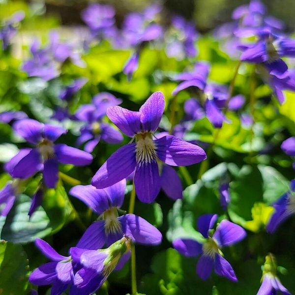 Purple Violets- on Thursd 
