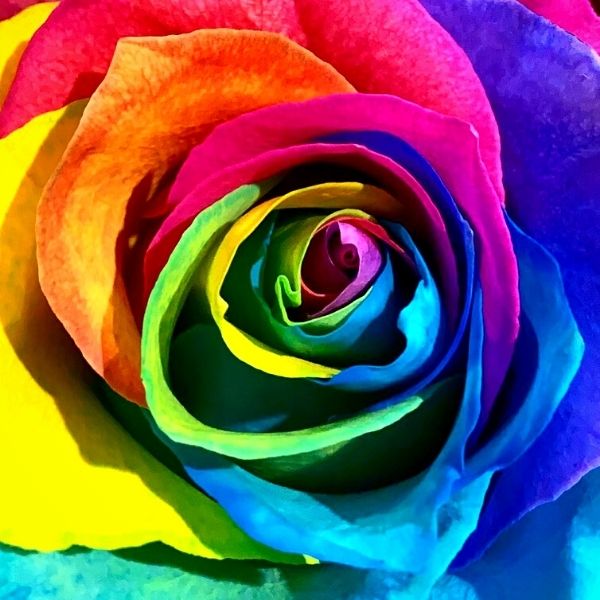 Rainbow Rose for Pride Month- on Thursd 