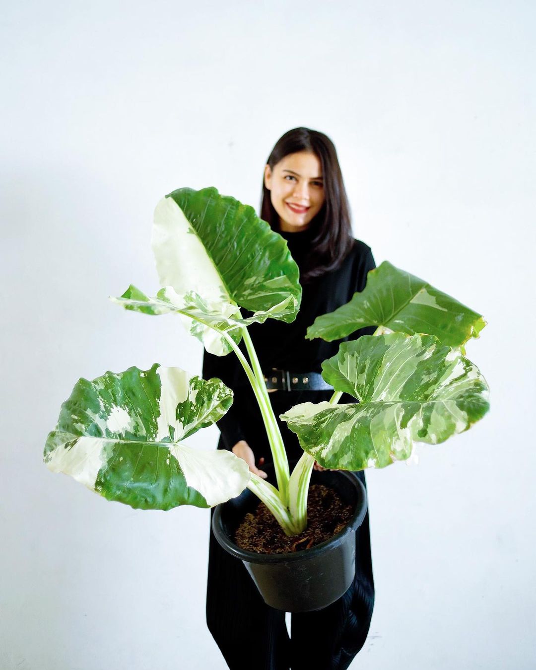 Alocasia macrorrhizos variegated