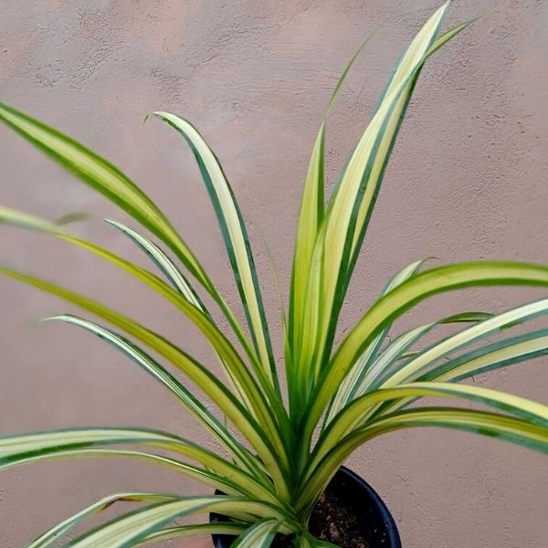 Spider Plant Enhances Interior Design Projects - on Thursd 