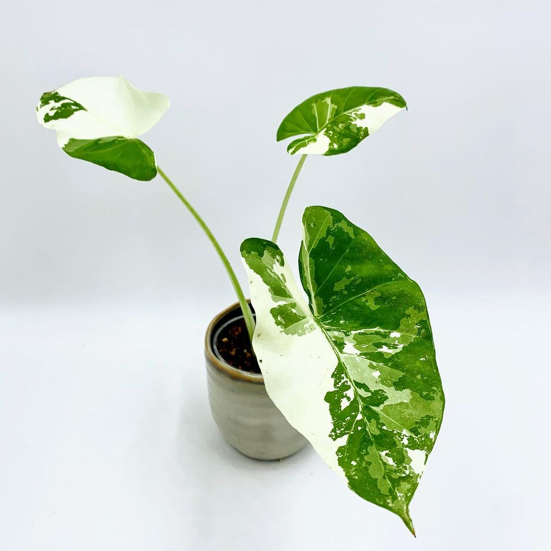 Alocasia Macrorrhiza variegata