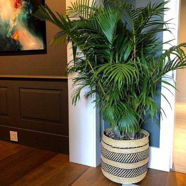 Bamboo Palm Enhances Interior Design Projects - on Thursd 