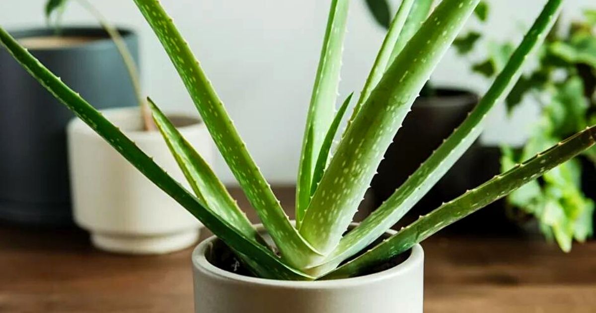 Aloe Vera for Interior Design Projects- on Thursd 