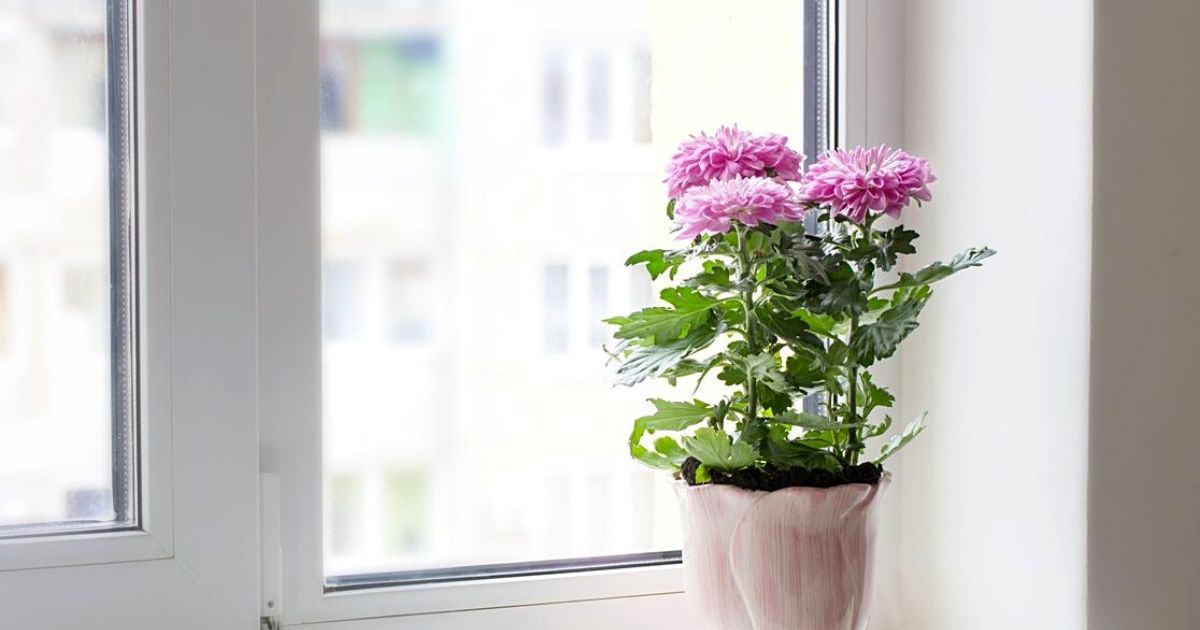 Chrysanthemums Enhance Interior Design Projects- on Thursd 