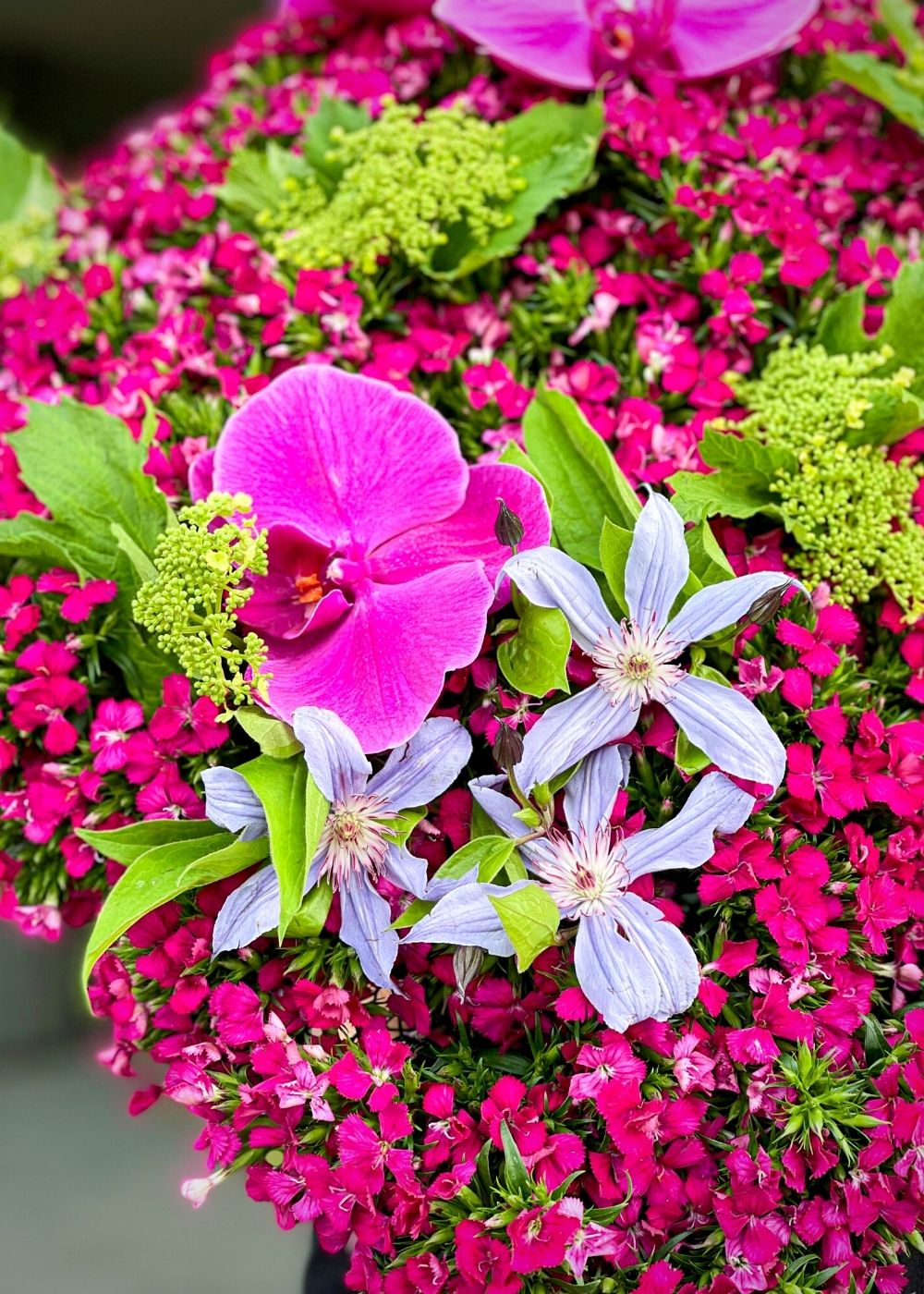 Floral designer Mateusz Wasak with Dianthus Barbatus Amazon - On Thursd.