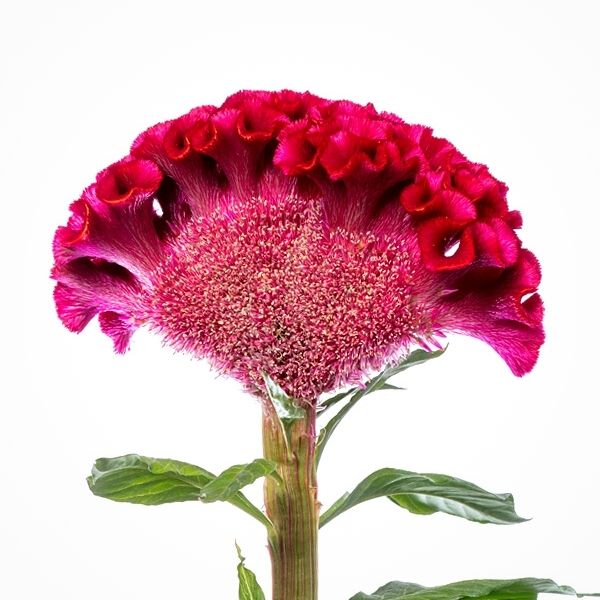 Discover the Celosia by Evanthia Act Dara Velvet - on Thursd 