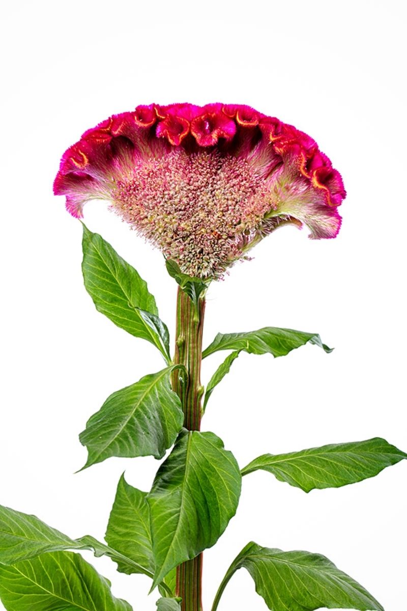 Beautiful purple Celosia close up