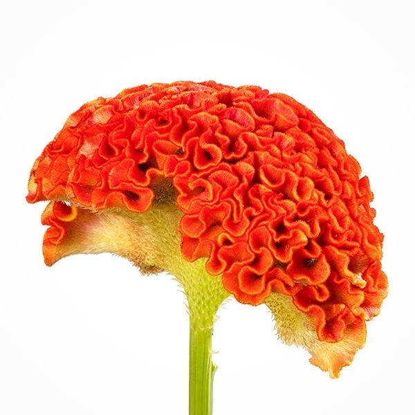 beautiful orange celosia