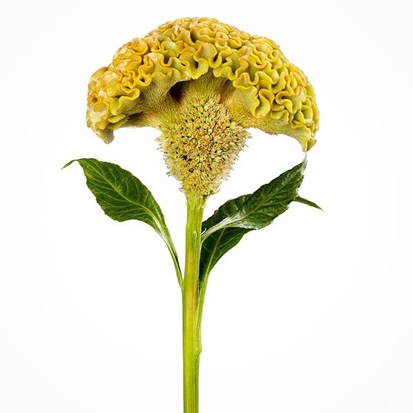 beautiful yellow celosia