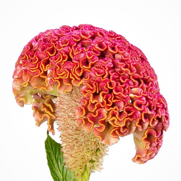 beautiful dark pink celosia with yellow lines