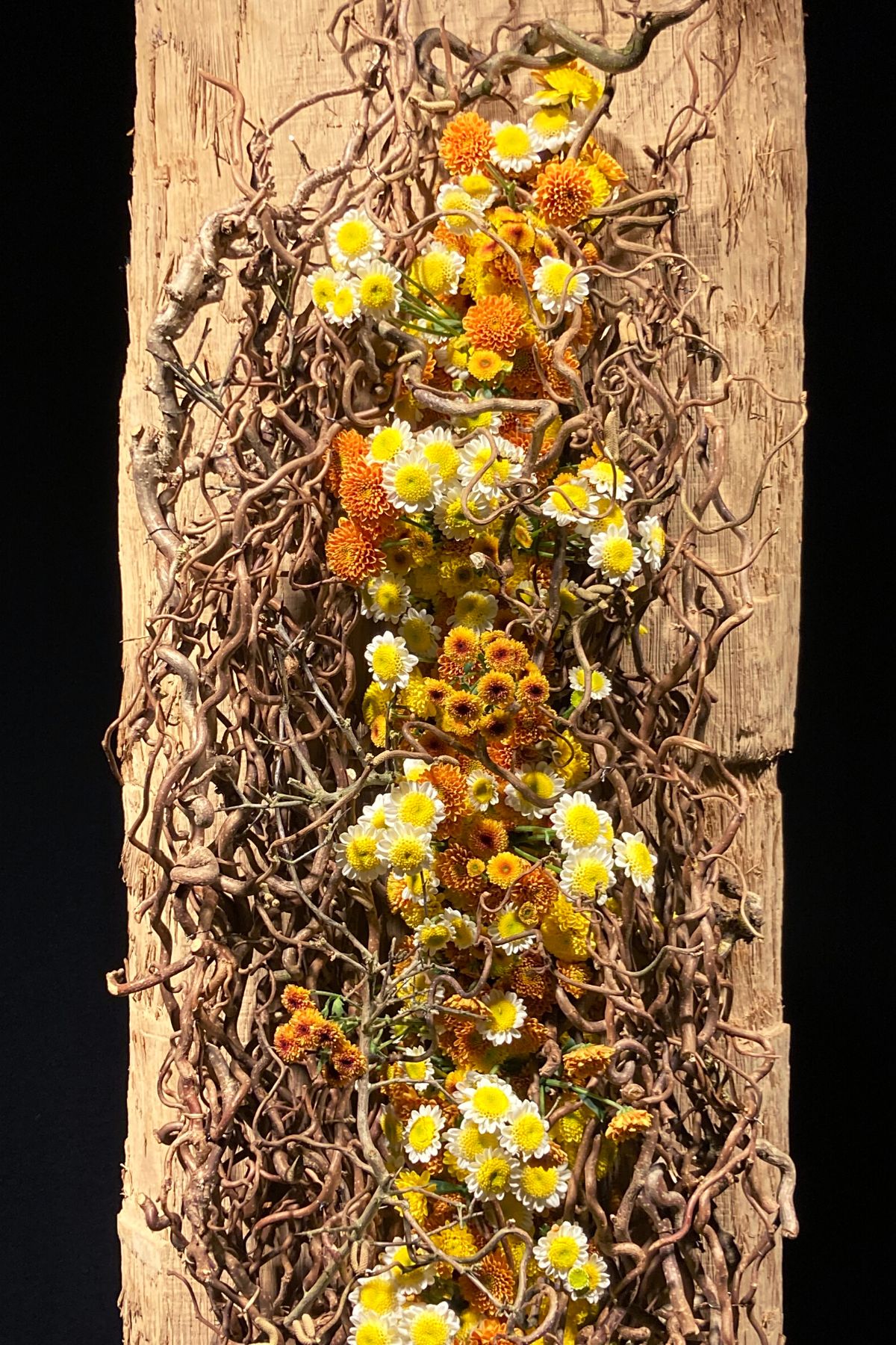Chrysanthemums Santini Ellison by Hilde Verhelle on Thursd