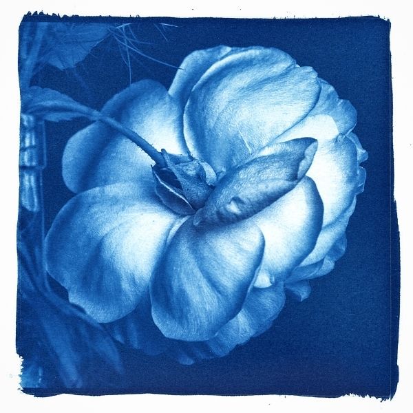 Deep blue cyanotypes flower