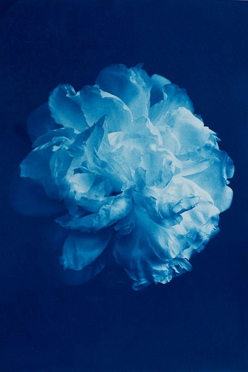 Deep blue cyanotypes flower