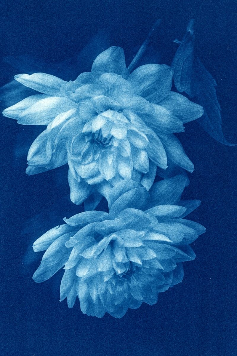 Deep blue cyanotypes flower