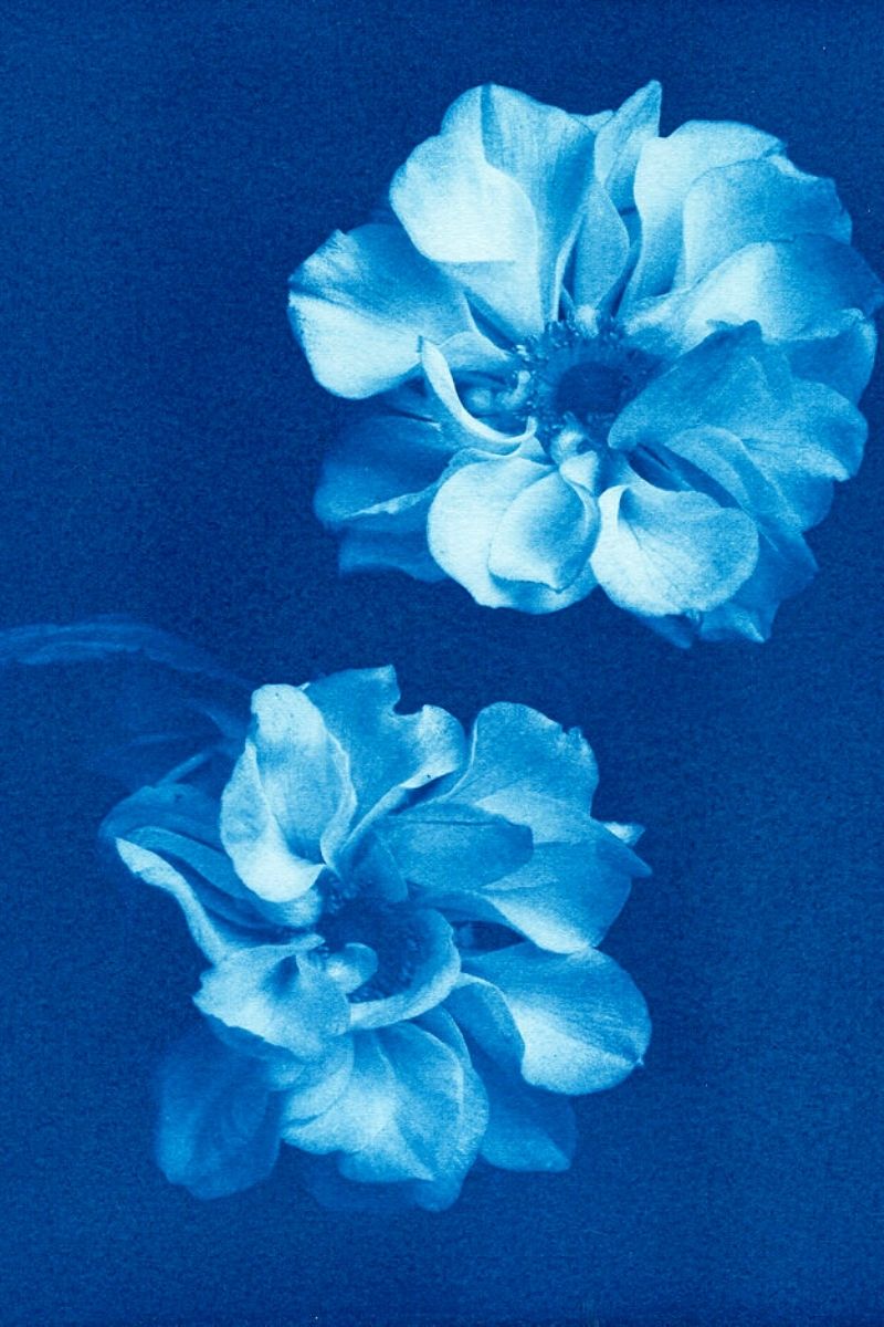 Deep blue cyanotypes flower
