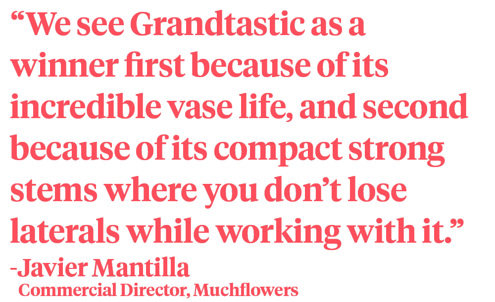 Muchflowers Javier Mantilla Gypsophila Grandtastic quote on Thursd