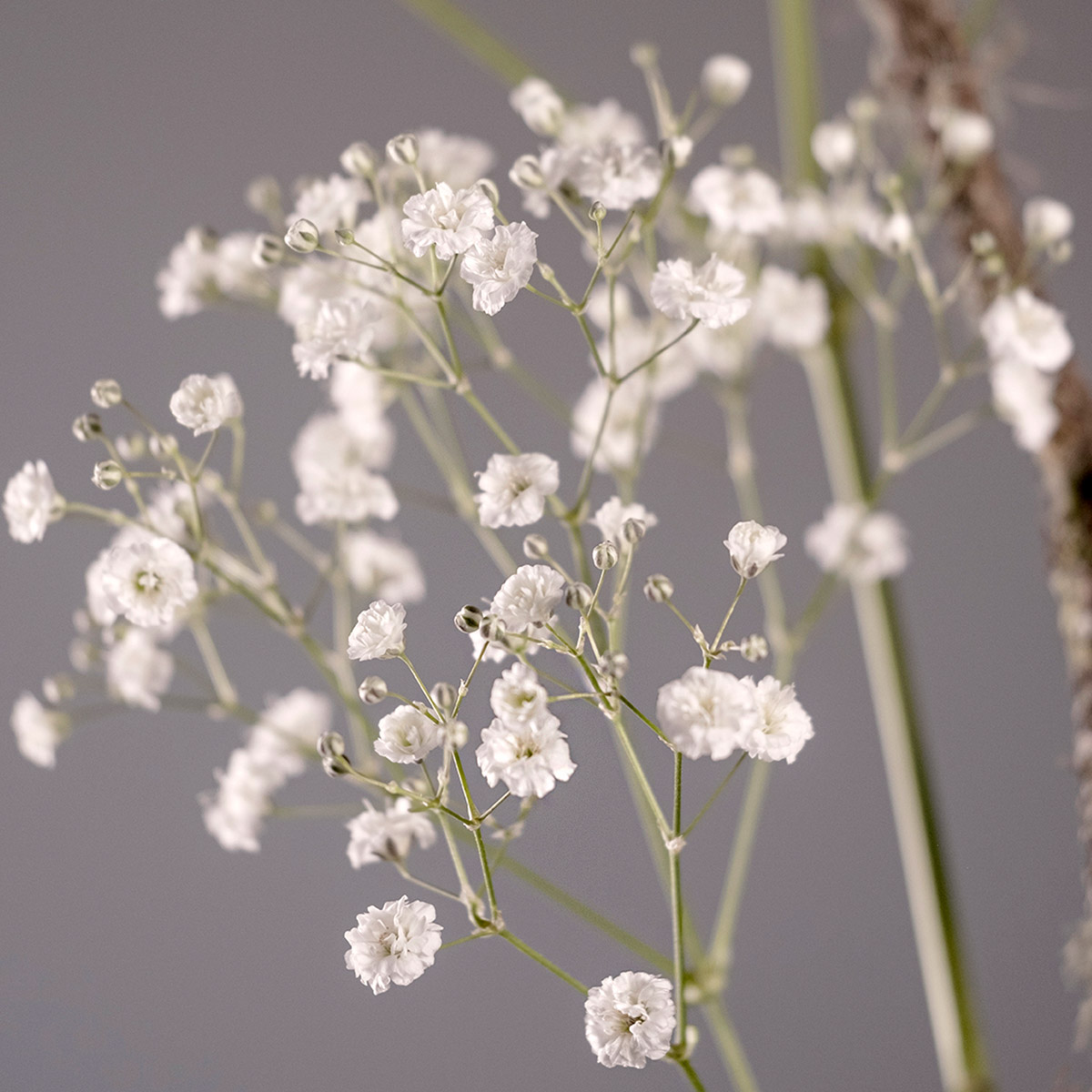 Gypsophila Grandtastic Is a Winner at Muchflowers feature - on Thursd