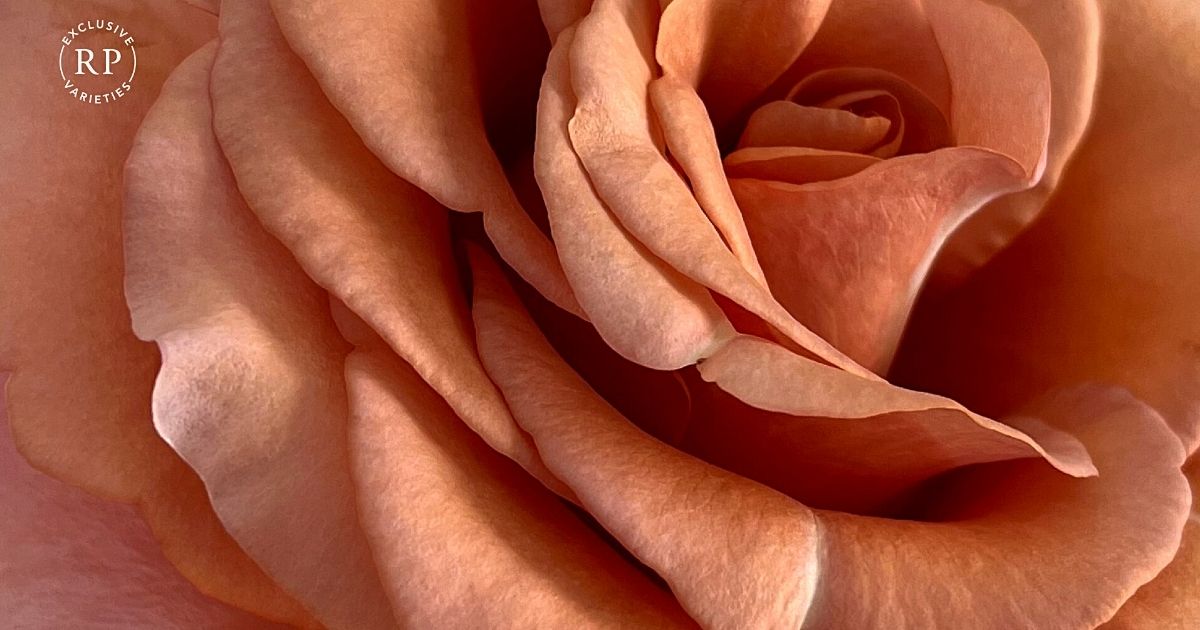 New Rosaprima Bloom Moab-  on Thursd 