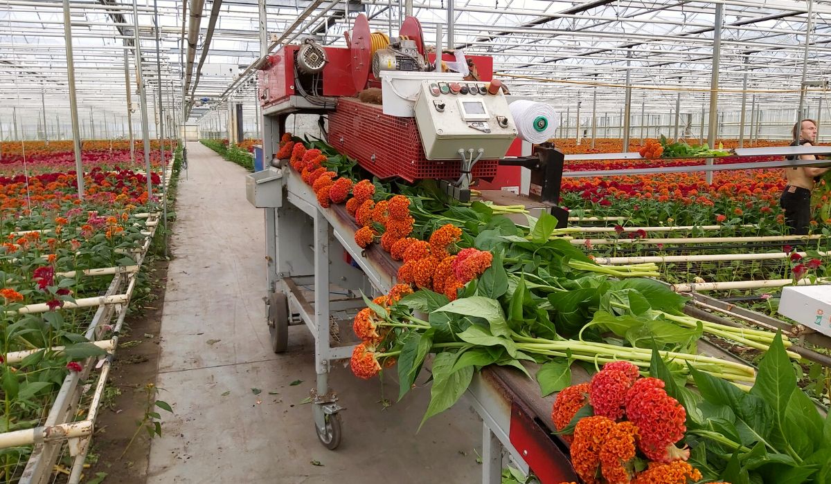 A range of Celosia getting packaged in greenhouse 
