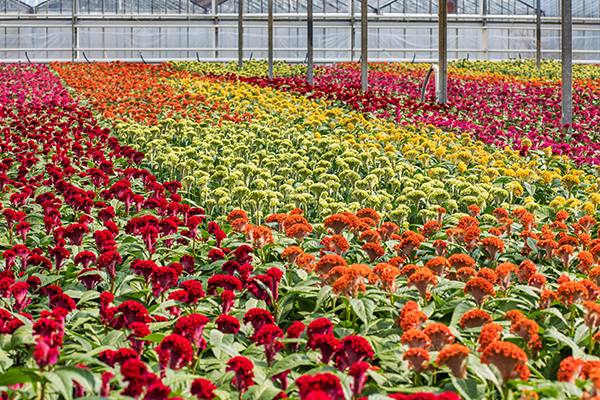 The Complete Range of Celosia in greenhouse