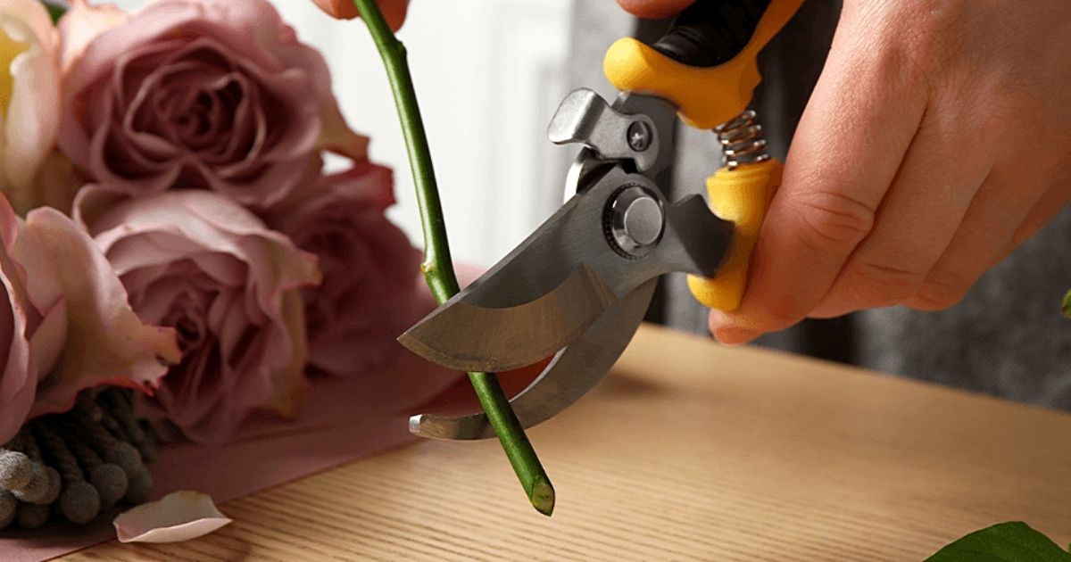 Snip your fresh cut roses-  on Thursd 